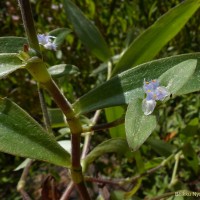 Cyanotis villosa (Spreng.) Schult. & Schult.f.